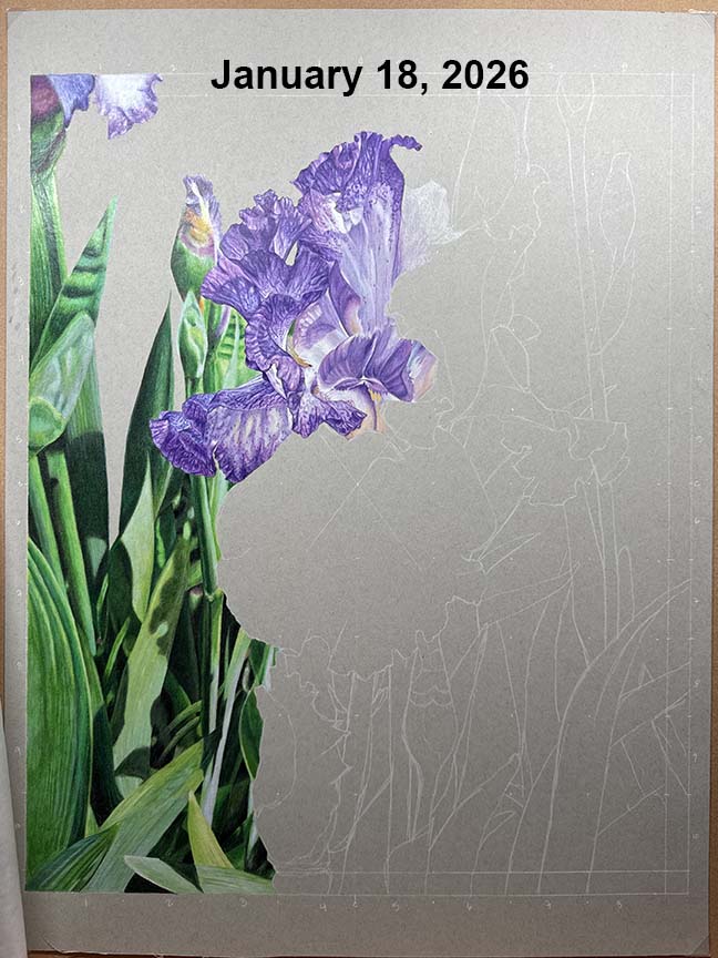 An in-progress photo of a purple iris drawing